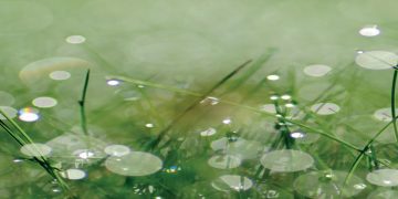 Halim – blagi i smireni robovi