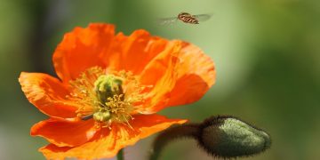 Kako se ruh spašava?