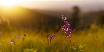 Sufijski adabi bračnog života